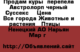Продам куры, перепела. Австролорп черный. Суссекс. › Цена ­ 1 500 - Все города Животные и растения » Птицы   . Ненецкий АО,Нарьян-Мар г.
